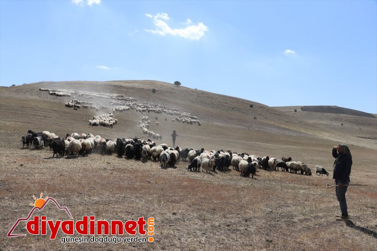 yolunda Doğu mesaisini Yayla AĞRI tamamlayan - dönüş göçerler Anadolu