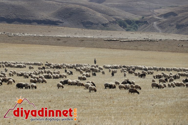 - dönüş göçerler yolunda Yayla tamamlayan AĞRI mesaisini Anadolu