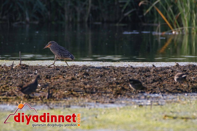ve su bozulmamış veriyor Dağı çevresine hayat kaynakları doğasıyla Ağrı 11