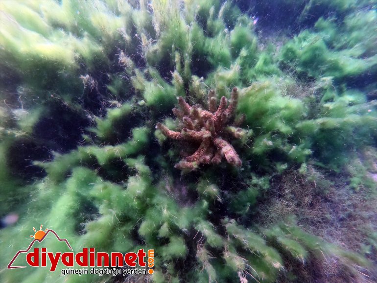 doğasıyla Ağrı su veriyor bozulmamış Dağı ve çevresine hayat kaynakları 13