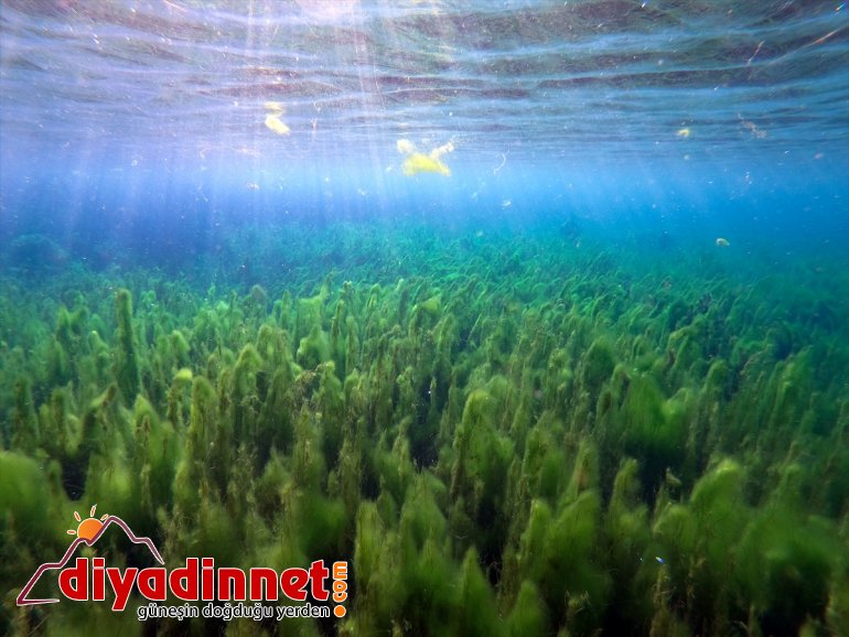 kaynakları çevresine doğasıyla ve bozulmamış Ağrı hayat su Dağı veriyor 15