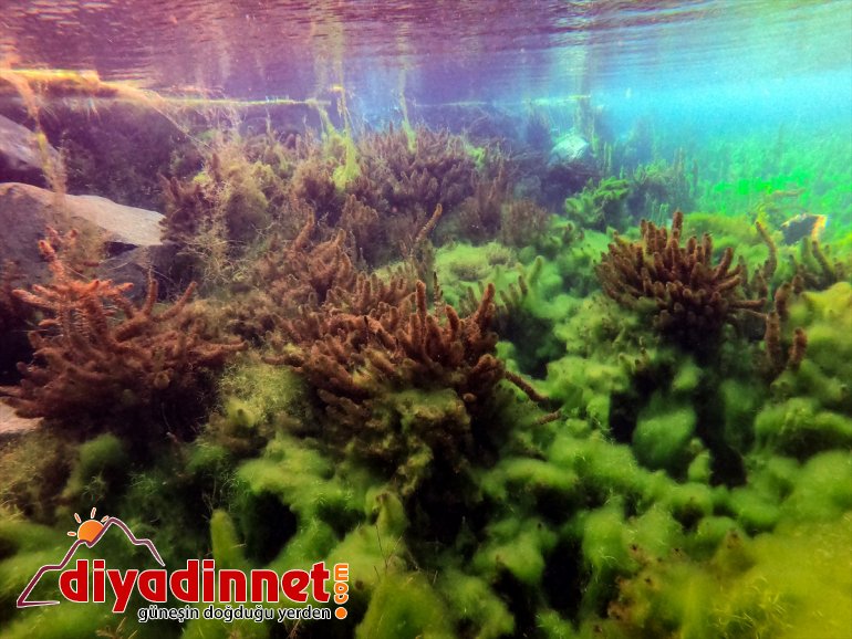 Ağrı hayat doğasıyla ve çevresine kaynakları su Dağı veriyor bozulmamış 18