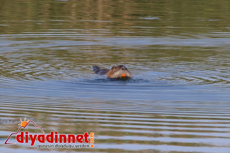 hayat doğasıyla bozulmamış çevresine ve Ağrı Dağı veriyor su kaynakları 6