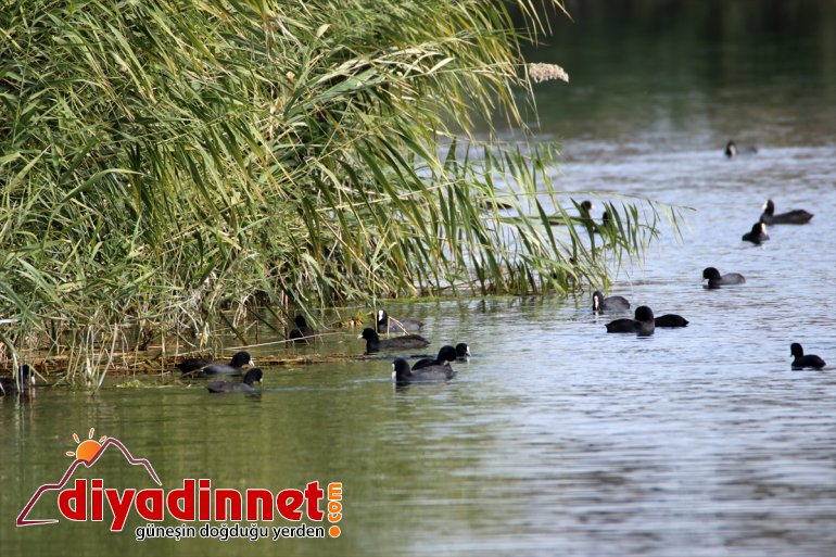 kaynakları veriyor hayat doğasıyla bozulmamış çevresine Dağı su ve Ağrı 9