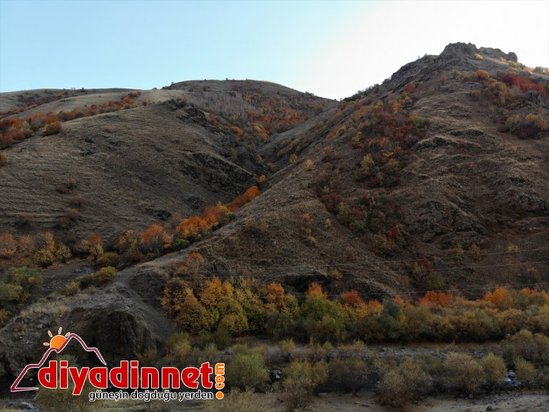 Ağrı dağlarındaki ağaçlarda sonbaharda renk cümbüşü yaşanıyor1