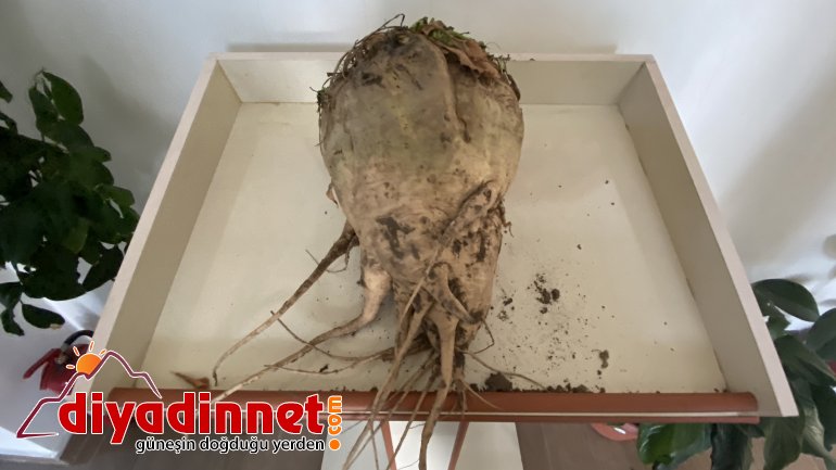 ağrı şeker pancarı1