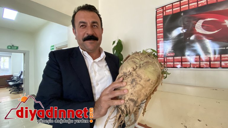 Ağrı'da şeker pancarının bir kökü 10 kiloya ulaştı