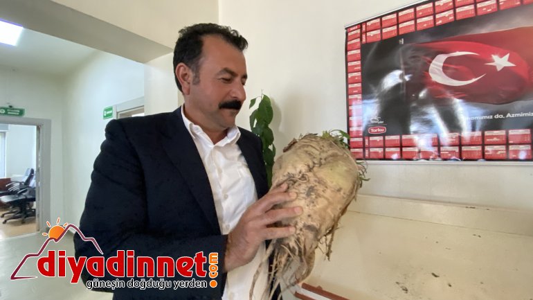 ağrı şeker pancarı3