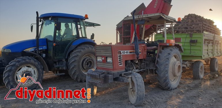 Ağrı'da çiftçilerin zorlu şeker pancarı hasadı devam ediyor