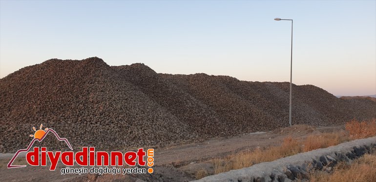 pancarı zorlu hasadı çiftçilerin Ağrı