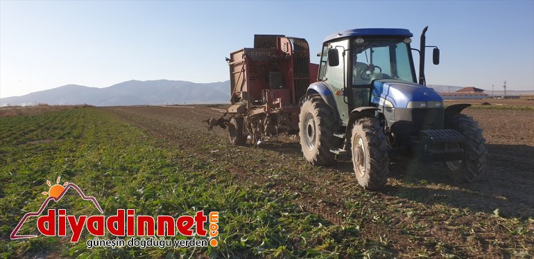 şeker çiftçilerin hasadı Ağrı