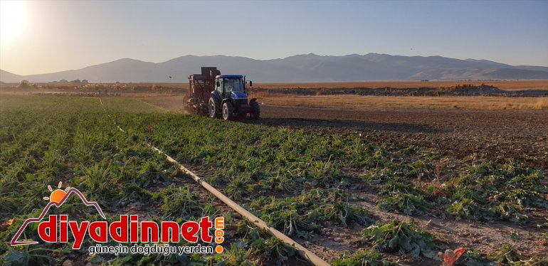 pancarı zorlu hasadı şeker Ağrı