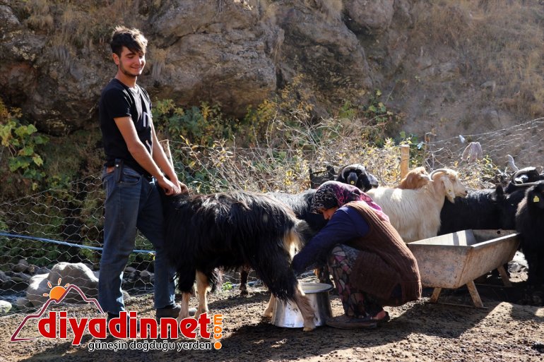 Yaylanın Hanım Ağası 4 kişilik ailesi için zorlu yaşama göğüs geriyor1