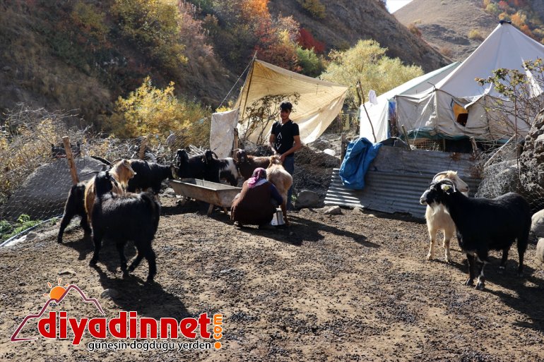 Yaylanın Hanım Ağası kişilik ailesi için zorlu yaşama göğüs geriyor2