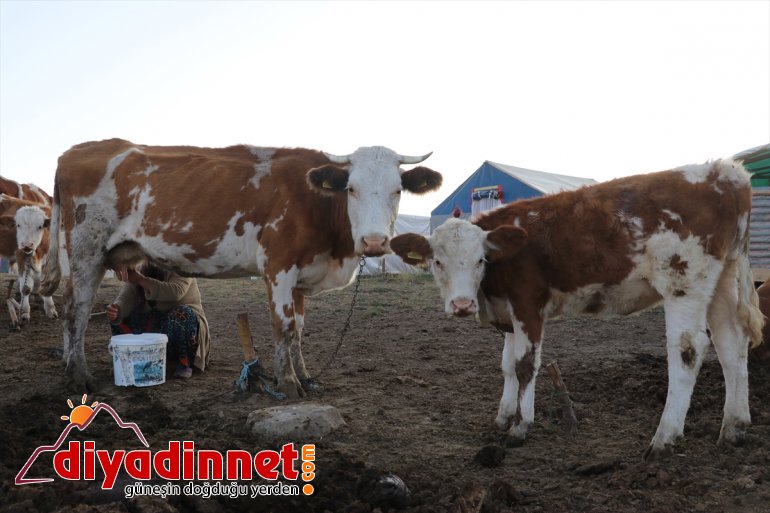 - yaylada AĞRI geçiren yarısını hayatı göçerlerin zorlu  Yılın 11