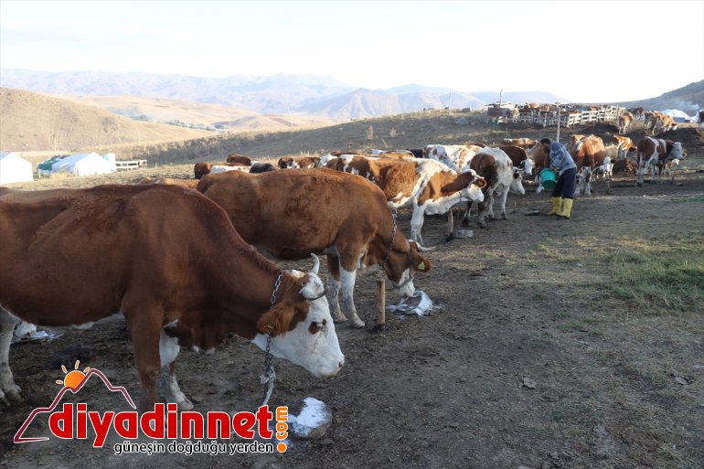 yarısını geçiren AĞRI  - Yılın yaylada hayatı zorlu göçerlerin 14