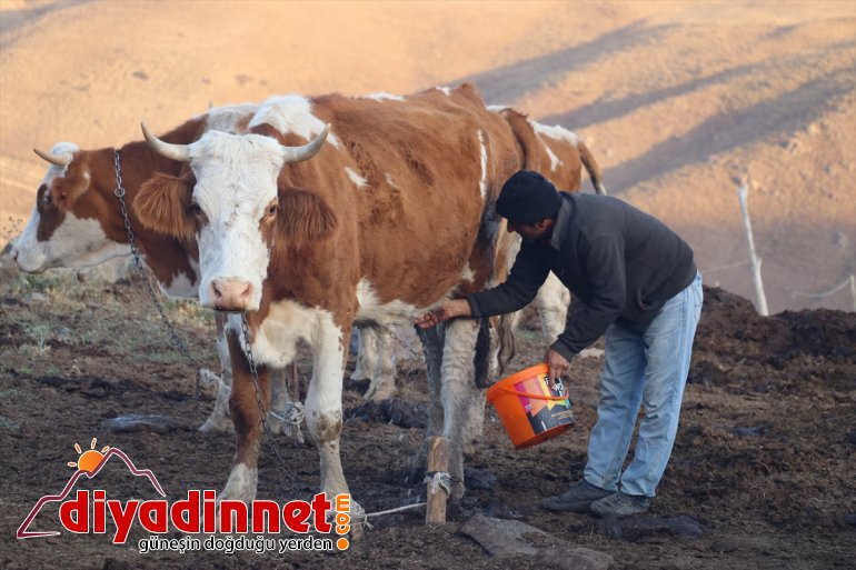 göçerlerin - geçiren yarısını Yılın hayatı  AĞRI zorlu yaylada 15