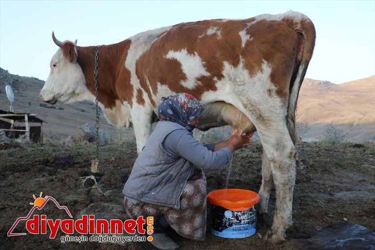 yarısını hayatı - zorlu  Yılın AĞRI geçiren yaylada göçerlerin 16