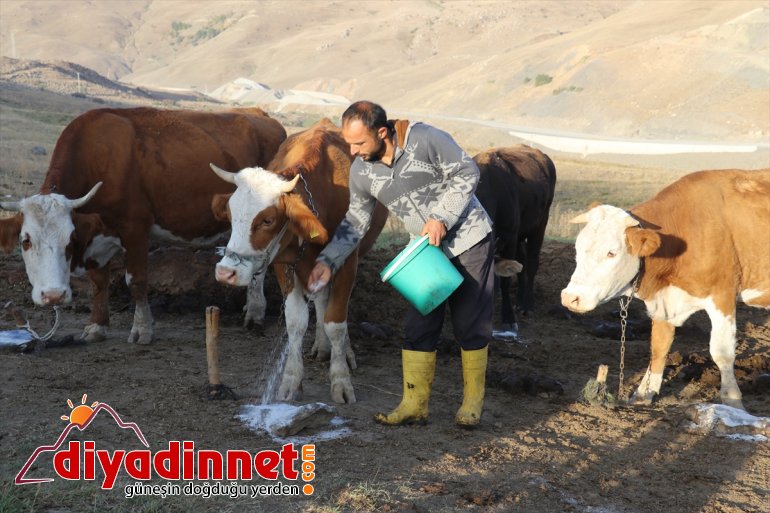  AĞRI yaylada zorlu yarısını hayatı - geçiren Yılın göçerlerin 17