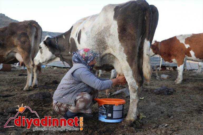 geçiren yarısını yaylada Yılın göçerlerin AĞRI - hayatı zorlu  22