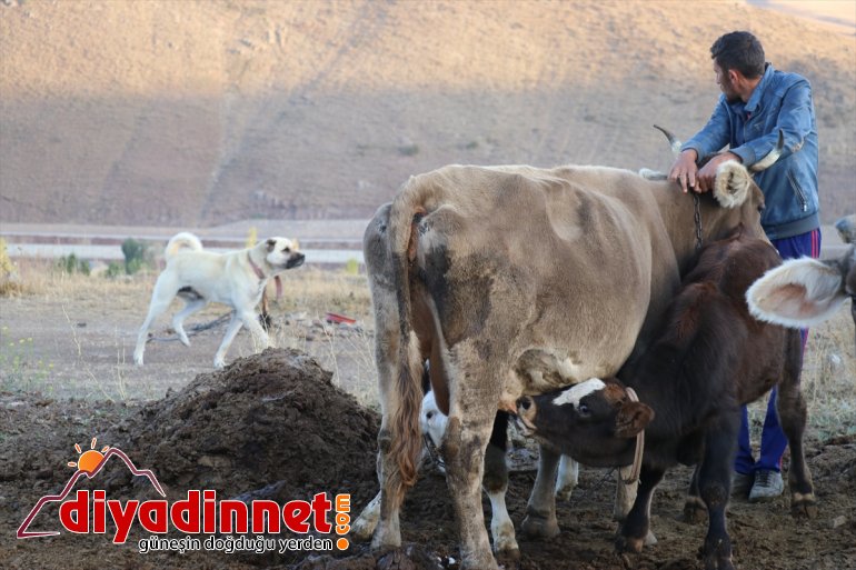 geçiren göçerlerin zorlu  - Yılın yaylada hayatı yarısını AĞRI 10