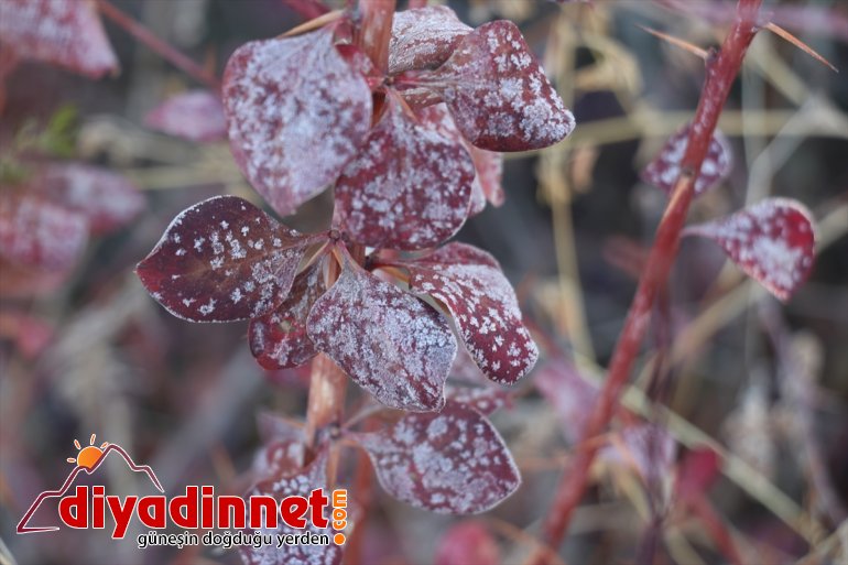 Ağrı da dereler dondu7