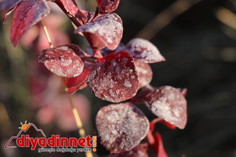 Ağrı da soğuk hava araçların camlarını dondurdu3