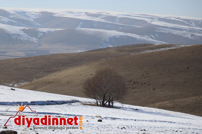 Ağrı nın bir yanı kar bir yanı da sonbahar6
