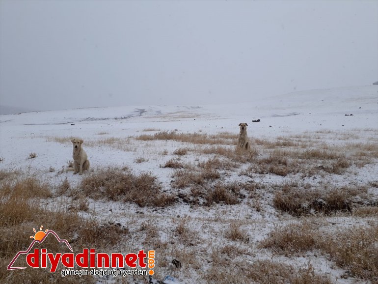 kar Yüksek AĞRI yağdı kesimlere - 2