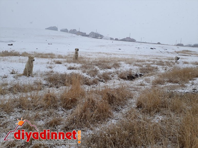 - kar AĞRI Yüksek kesimlere yağdı 6