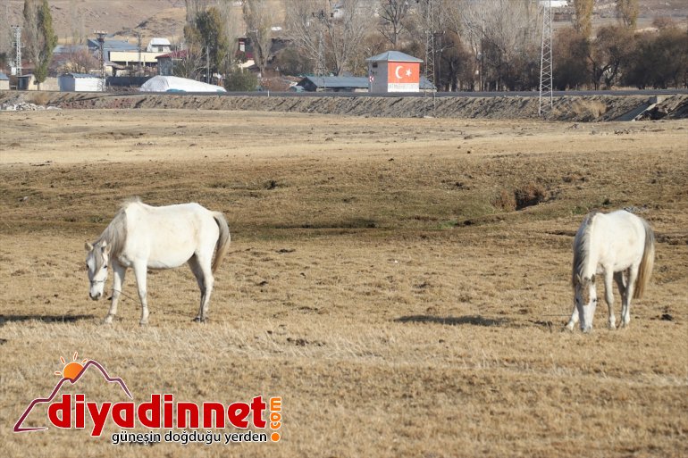 dağlarda renk katıyor atlar Ağrı