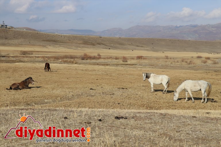 sonbaharda atlar doğaya otlayan katıyor renk Ağrı