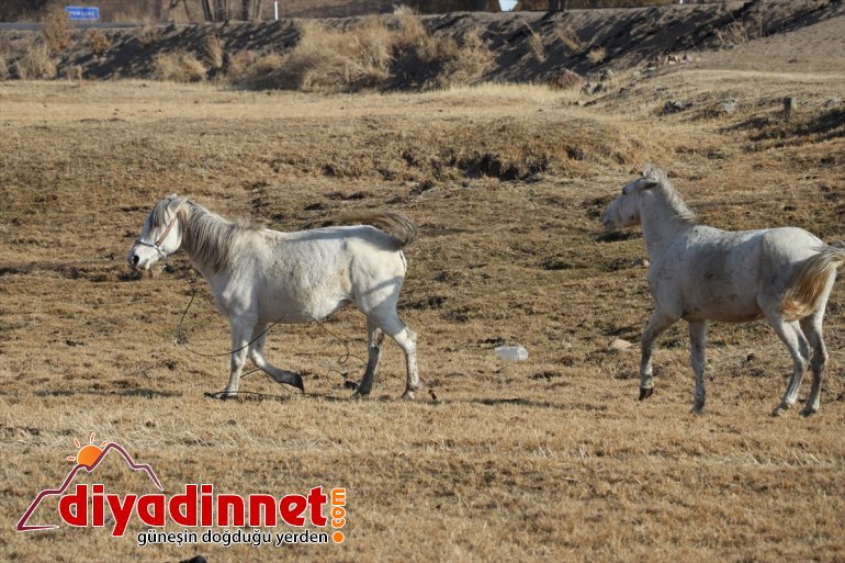 otlayan atlar Ağrı