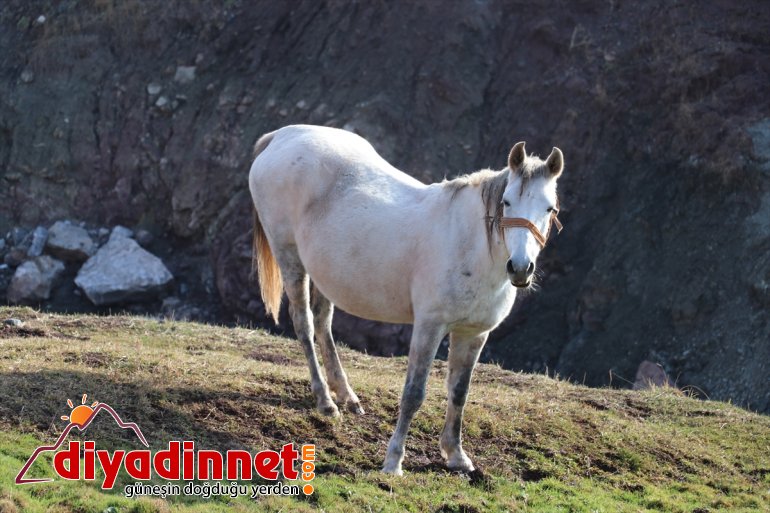 renk sonbaharda otlayan Ağrı