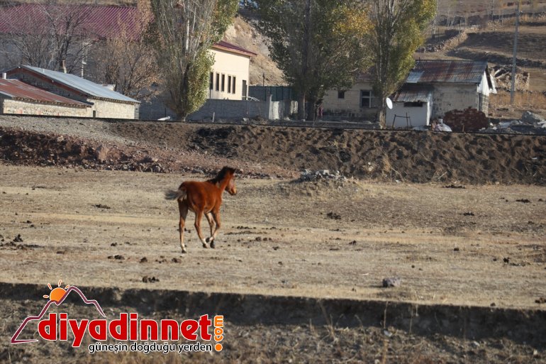 sonbaharda dağlarda atlar otlayan Ağrı