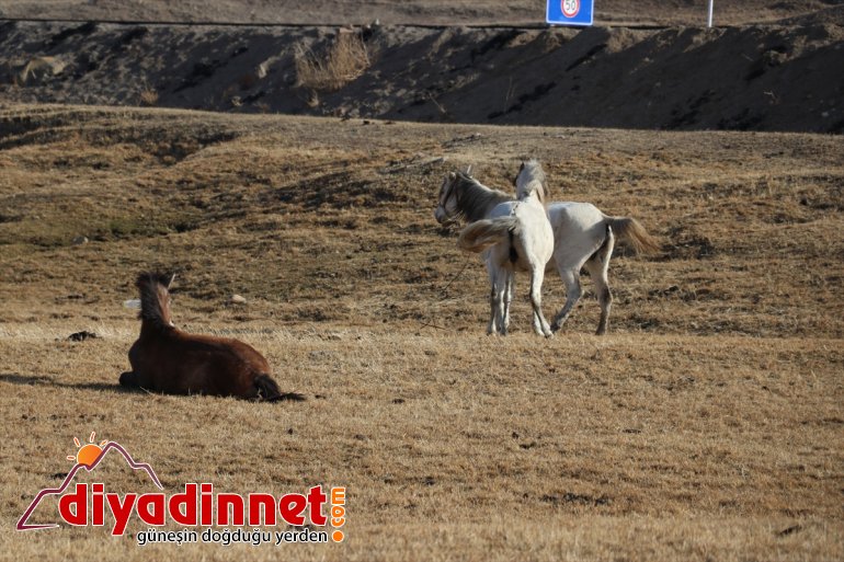 atlar doğaya sonbaharda katıyor dağlarda renk otlayan Ağrı