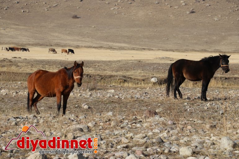katıyor atlar otlayan doğaya Ağrı
