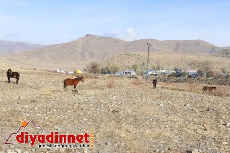 atlar katıyor otlayan Ağrı
