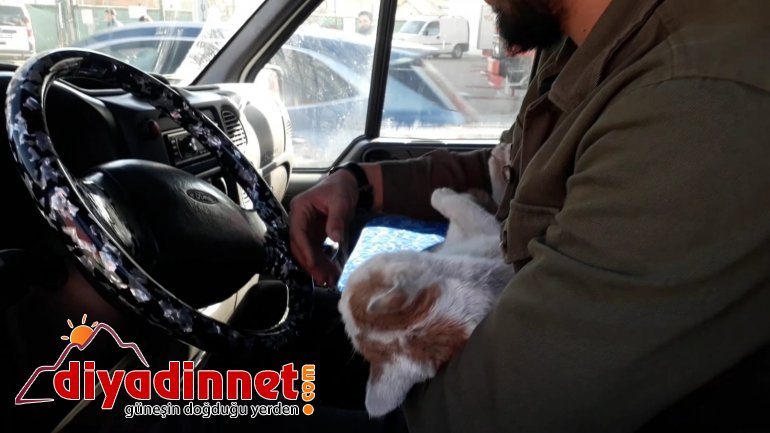 Çarptığı kediyi veterinere yetiştirmek için zamanla yarıştı3