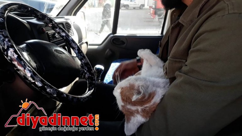 Çarptığı kediyi veterinere yetiştirmek için zamanla yarıştı4