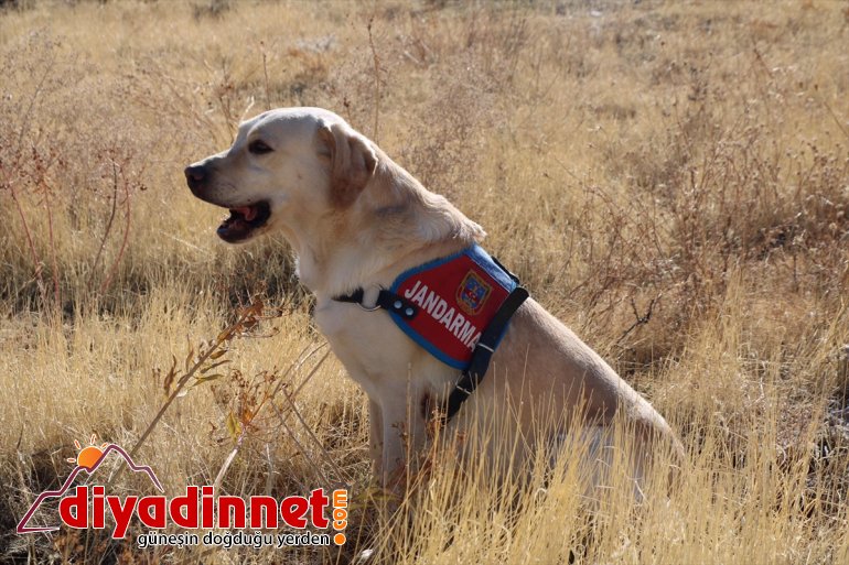 köpeği iz sayesinde bulundu Elazığ