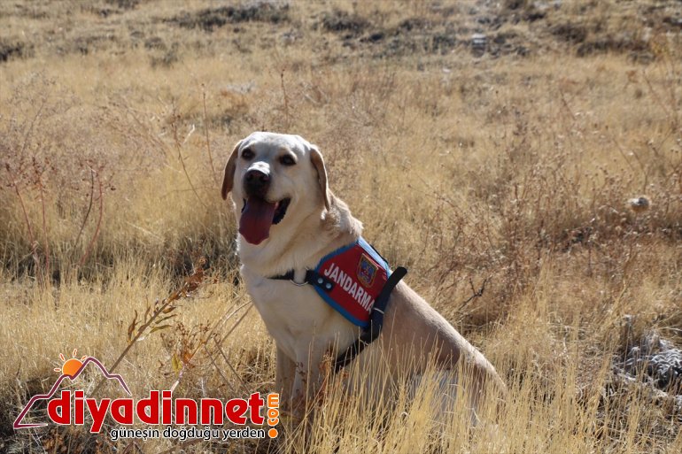 kaybolan köpeği Elazığ