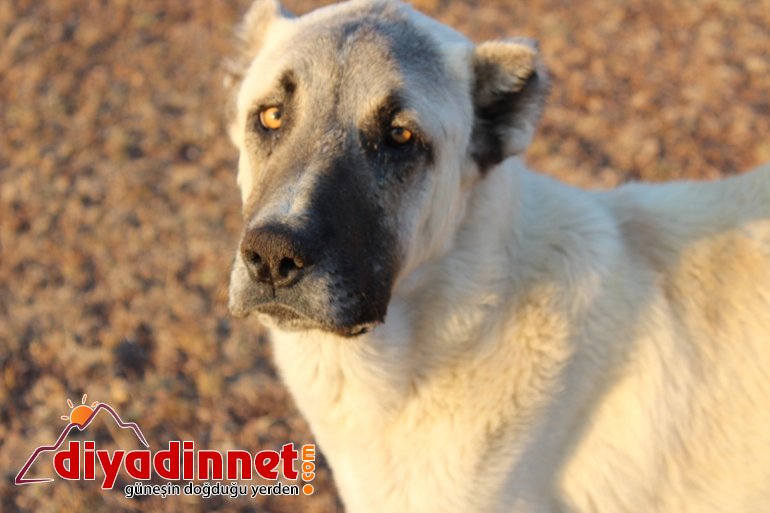 Göçerlerin zorlu dönüş yolculuğu devam ediyor13