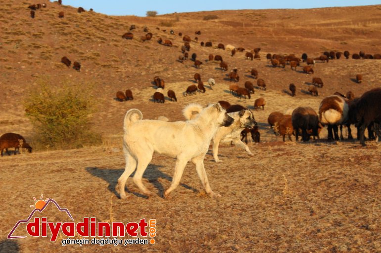 Göçerlerin zorlu dönüş yolculuğu devam ediyor3