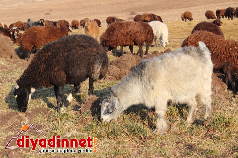 Göçerlerin zorlu dönüş yolculuğu devam ediyor7