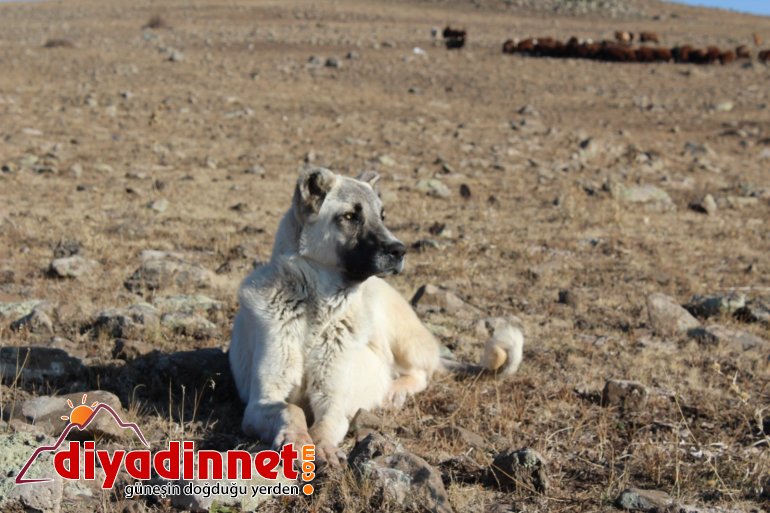 Göçerlerin zorlu dönüş yolculuğu devam ediyor10