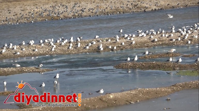 Göçmen martılar Murat Nehri ni mesken tuttu2