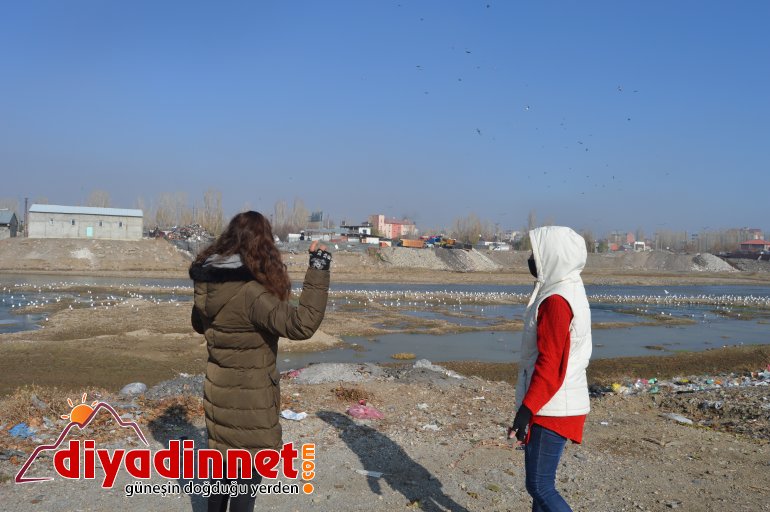 Göçmen martılar Murat Nehri ni mesken tuttu3