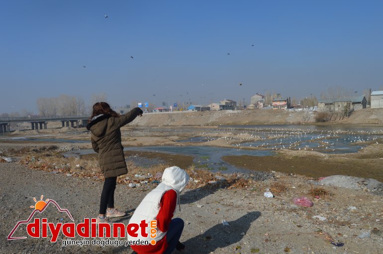 Göçmen martılar Murat Nehri ni mesken tuttu4