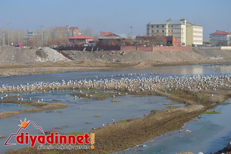 Göçmen martılar Murat Nehri ni mesken tuttu5